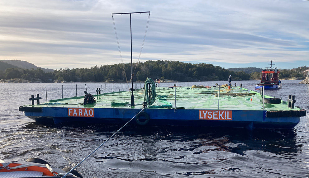 Pråmen Farao bogseras.